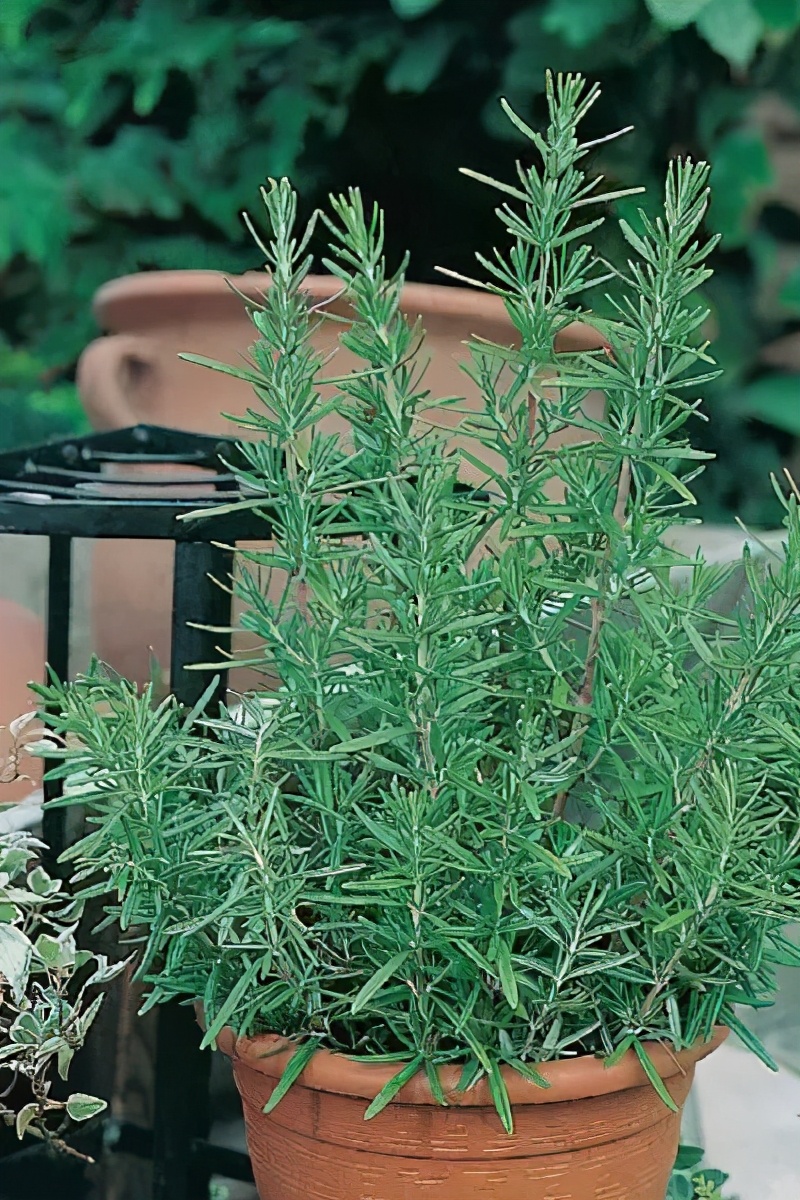 驱蚊抗寒最强的花卉,驱蚊最厉害的花盆栽