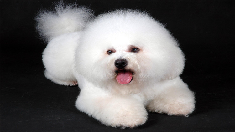 狗狗突然不吃狗粮怎么解决,狗狗突然不吃任何狗粮怎么回事