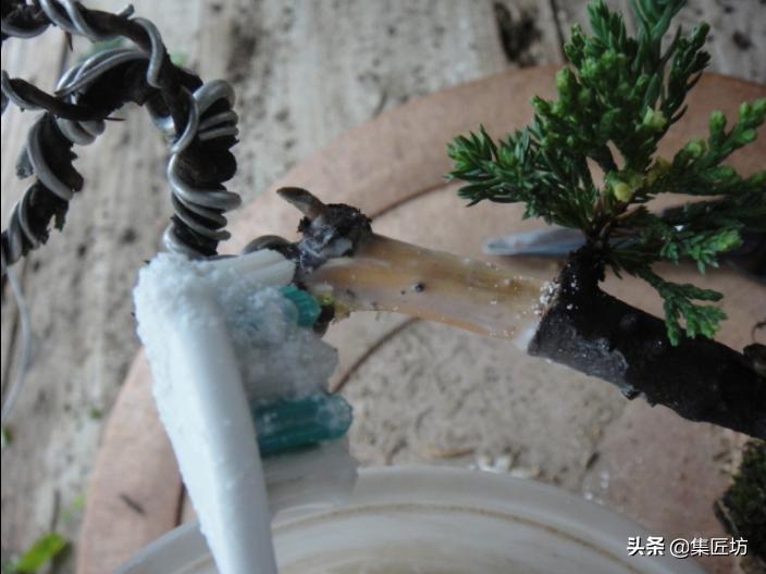 盆景干枯舍利制作,舍利干桩盆景图片