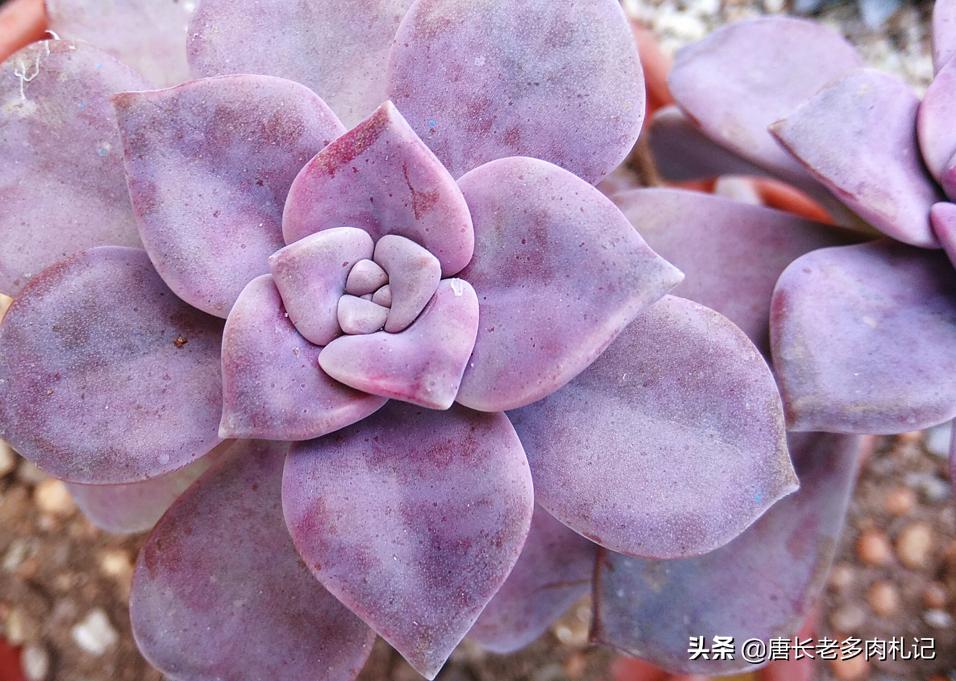 水桩好不好,水桩好养吗