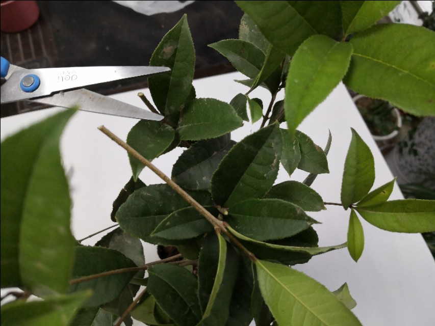 网购桂花盆栽,网购的花养多久才能活