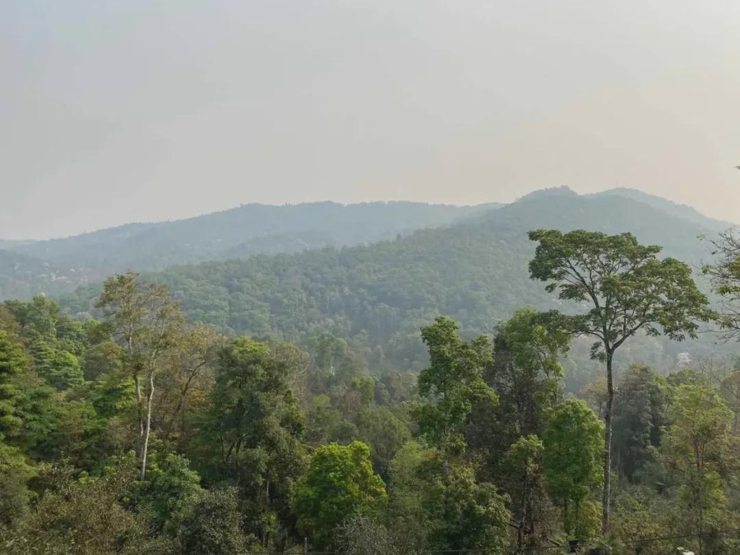 倚邦曼松古树茶,曼松贡茶和倚邦