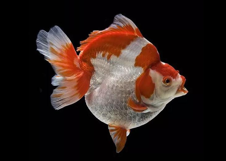 朱顶紫罗袍金鱼是怎么培育的,朱顶紫罗袍金鱼有多少条