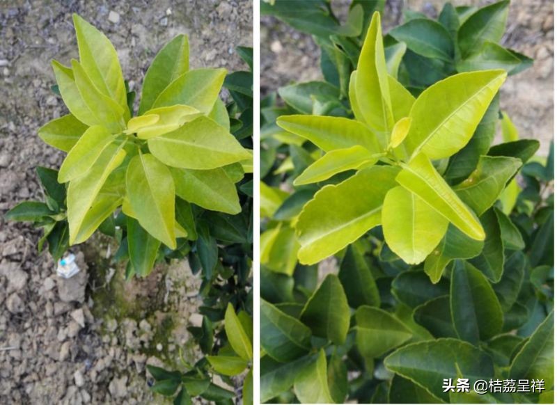 青柑橘如何快速变黄,柑橘怎么防黄叶