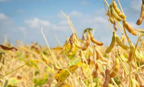 煮豆燃豆萁是哪首古诗,煮豆燃豆萁豆在釜中泣