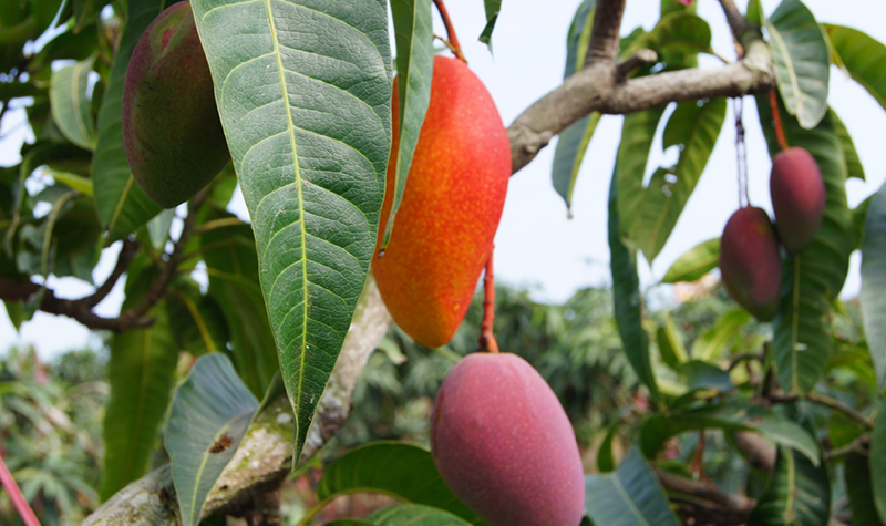 树上贵妃芒怎么样才算成熟,海南树上熟贵妃芒5斤