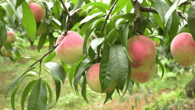 永乐艳红桃采摘,永乐黄桃采摘