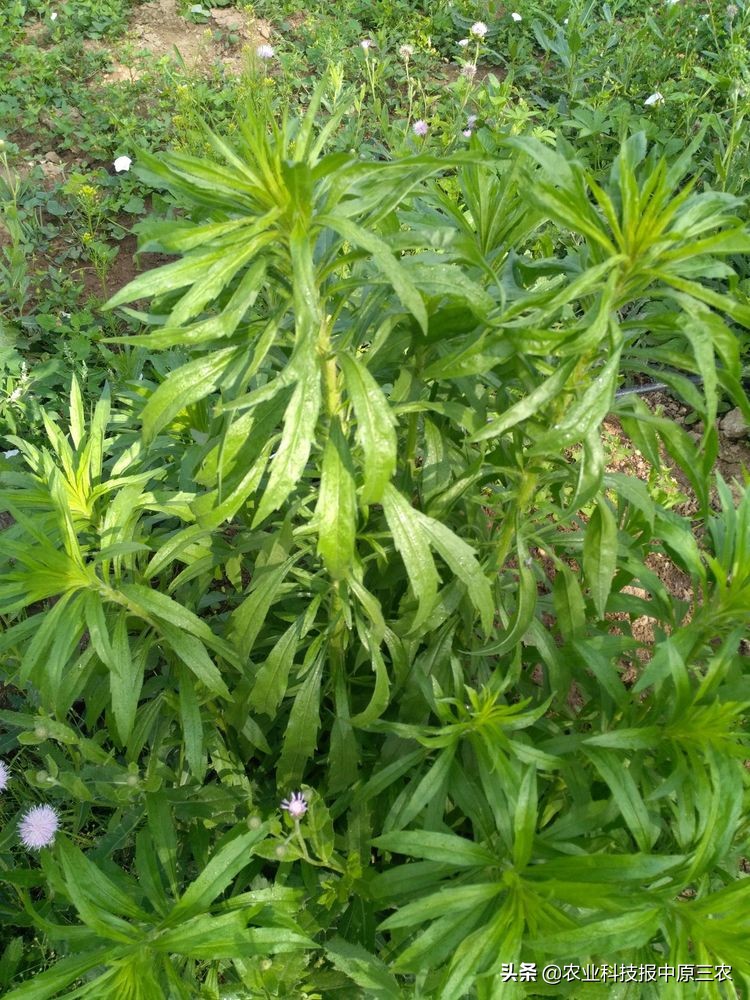 小小花椒树致富大产业：科学管理必报恩