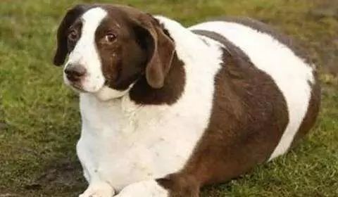 狗狗绝育后真的会变得乖吗,九岁的狗狗还有绝育必要么