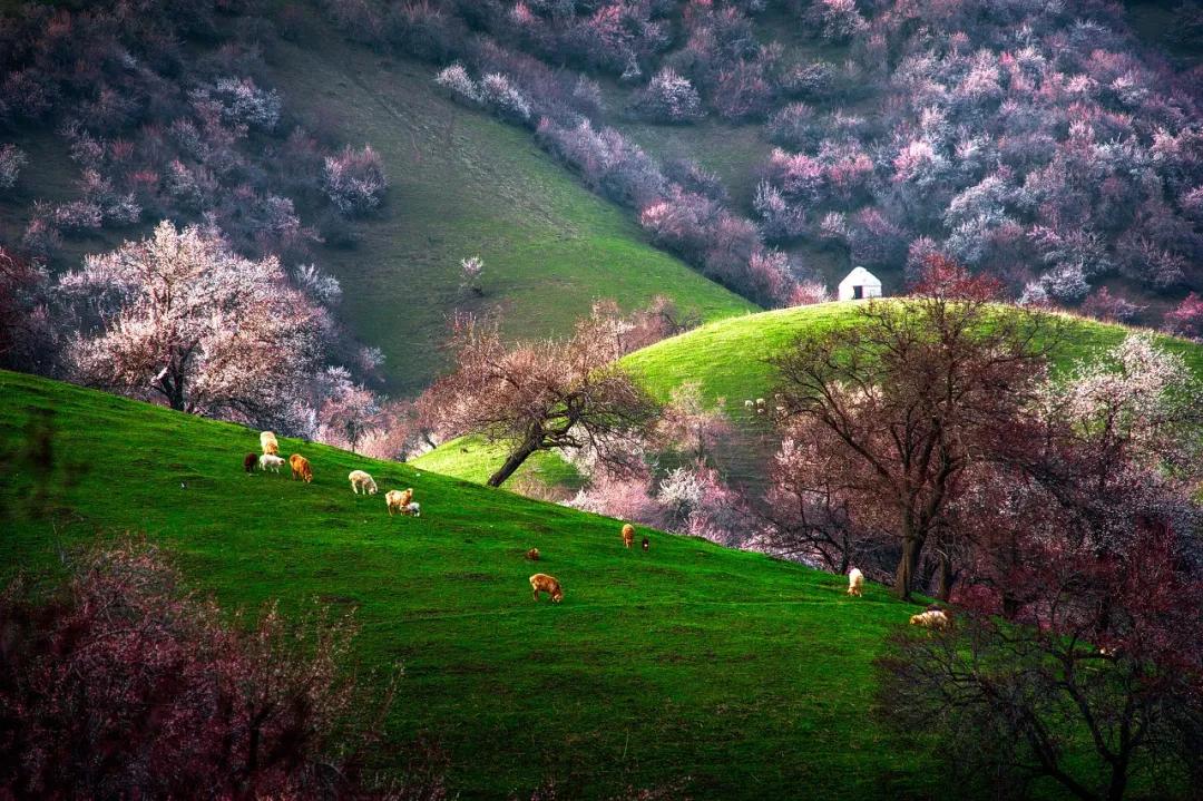 春季自驾游3-4天最佳路线,这才是春天最美的15个地方