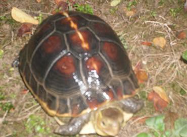 龟类分类大全图片,龟类的种类及图片大全