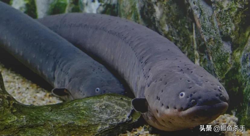 亚马逊河有多可怕完整版,亚马逊河到底有什么可怕的鱼