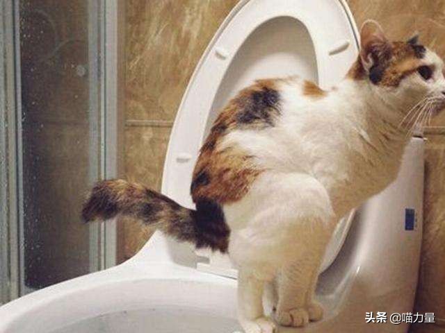 猫咪走丢找回来猫咪的心理,猫咪出走去找公猫还会回来吗