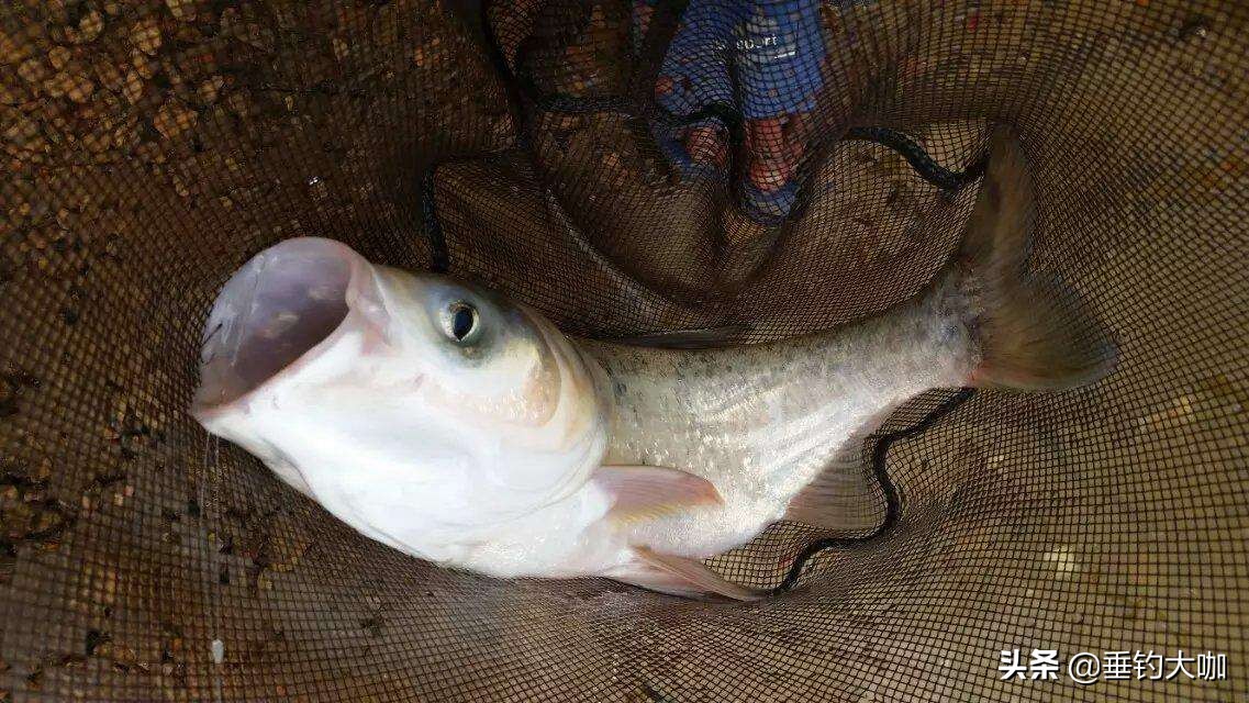 用灯笼钓鲢鳙图解,灯笼水怪钓鲢鳙绑法