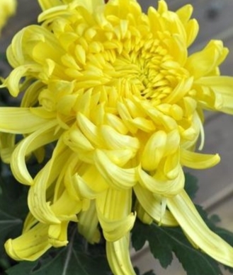 菊情，菊意，菊之气