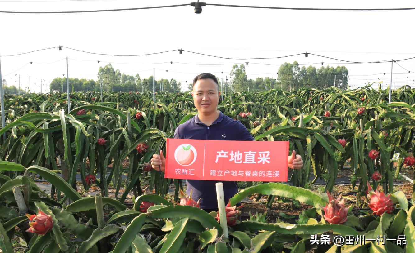 雷州市雷高镇下尾官田仔村,雷州雷高下尾村