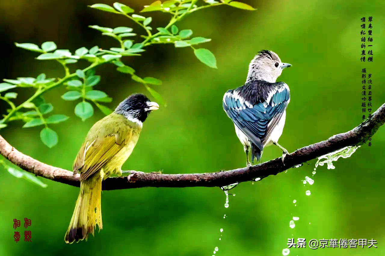 甲夫原创/詩語漫評：交颈相戏摇曳风姿，倾身顾盼生韵生情