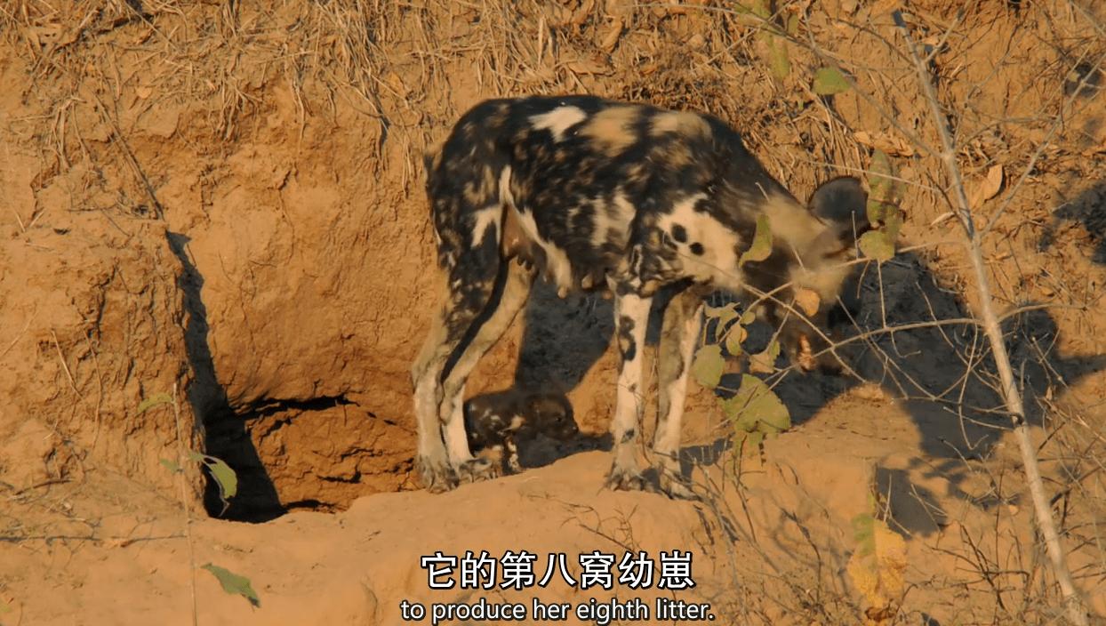 顶级猎手捕猎时刻,顶级猎手拼杀早期视频