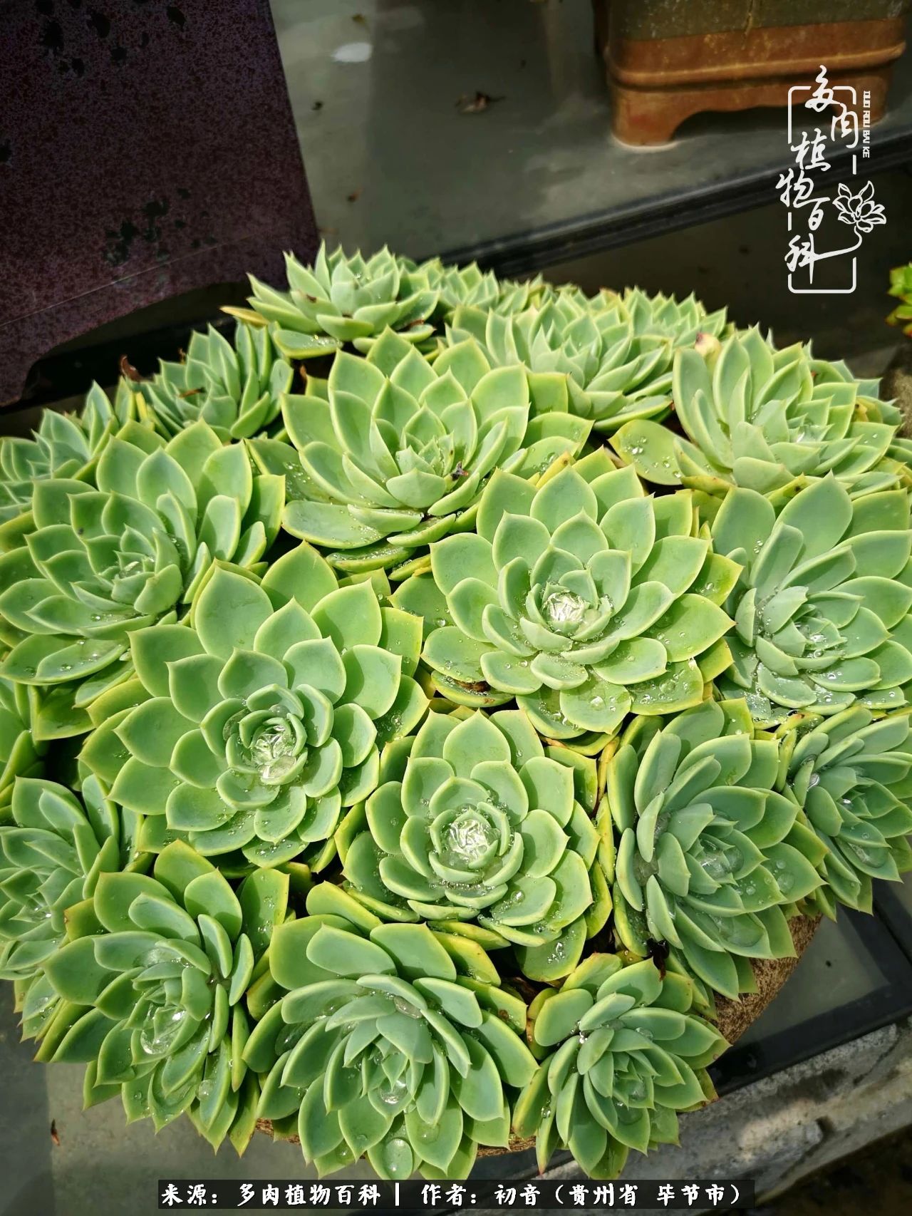 和多肉共度美好时光,与多肉一起成长