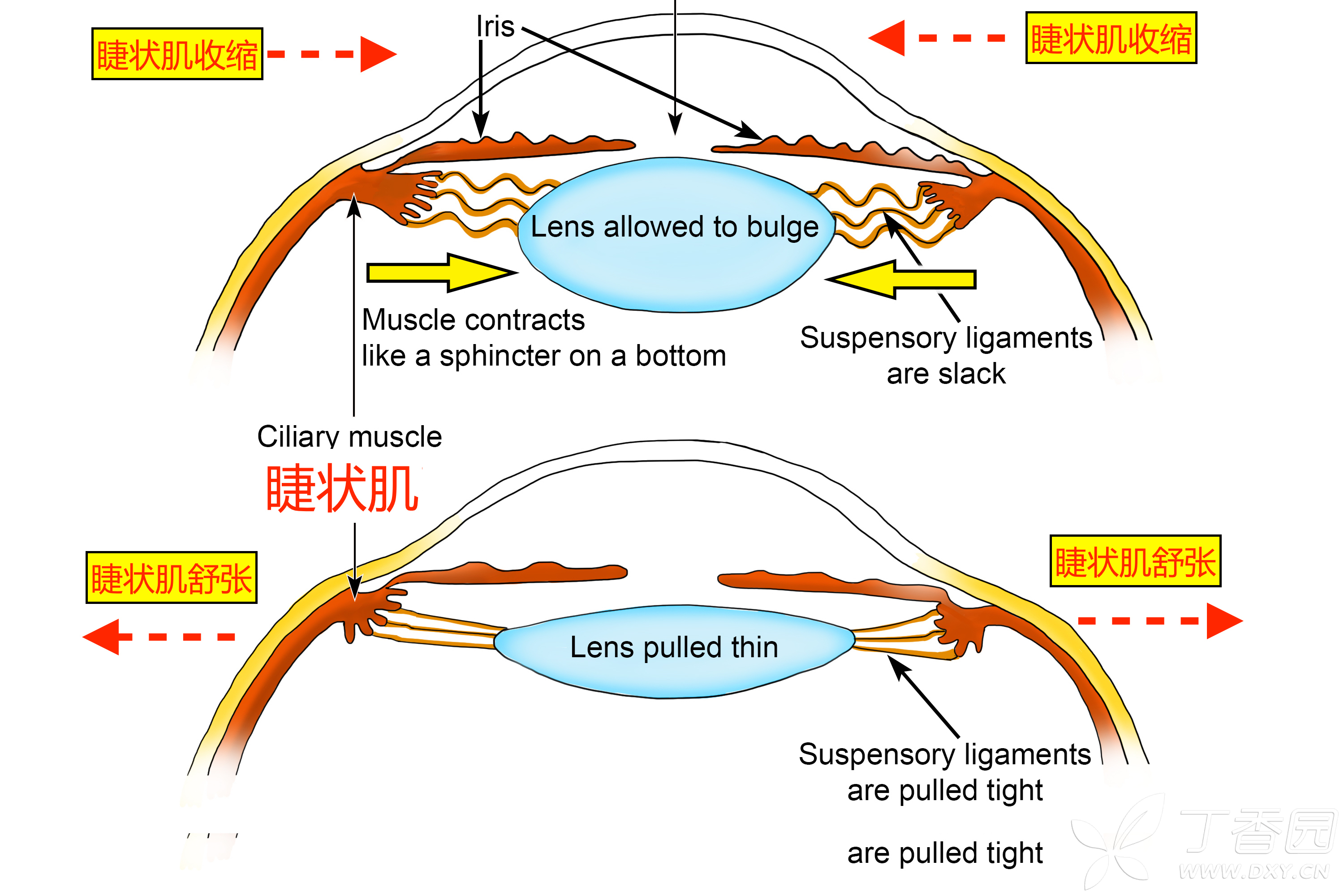 眼药水效果讲解,眼药水常识大全图解