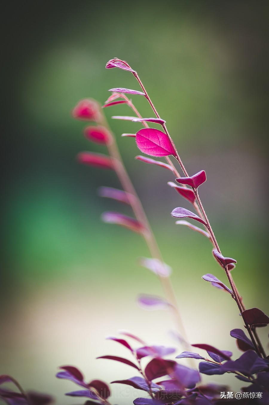 宾得理光镜头通用吗,宾得理光手动镜头推荐