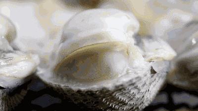 不孕不育更好吃？这种湛江生蚝无心恋爱专注长肉