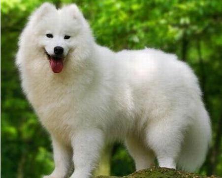 全国最受欢迎的10种狗狗,超级金贵的狗狗你知道几种