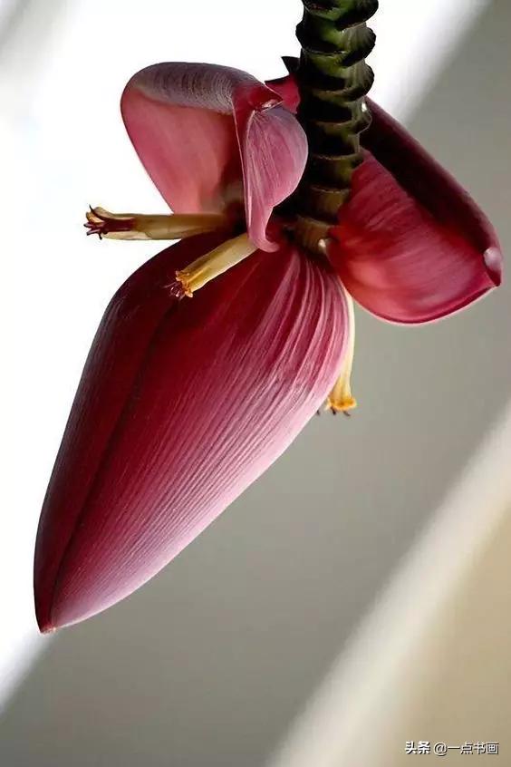 芭蕉叶画法教程,国画芭蕉画法视频