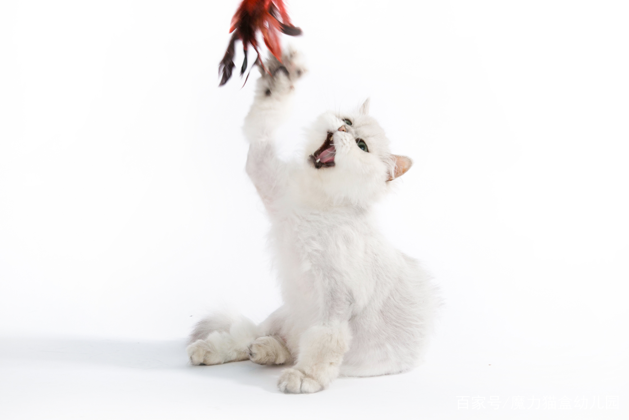 如果被猫咪抓伤了该怎么解决,被猫咪抓伤了该怎么办