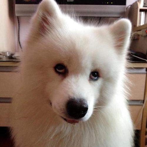 萨摩耶可爱背后的真相你了解吗,养萨摩耶的真实心酸