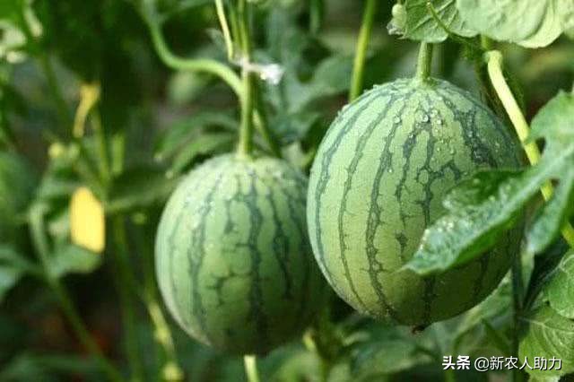 怎么防治西瓜爆裂,西瓜畸形用什么药补救