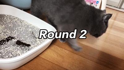 猫屎太臭事件,猫屎的来历