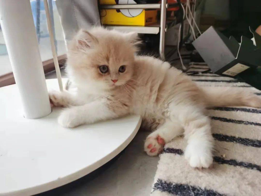 新手养猫,必备清单|拒交智商税