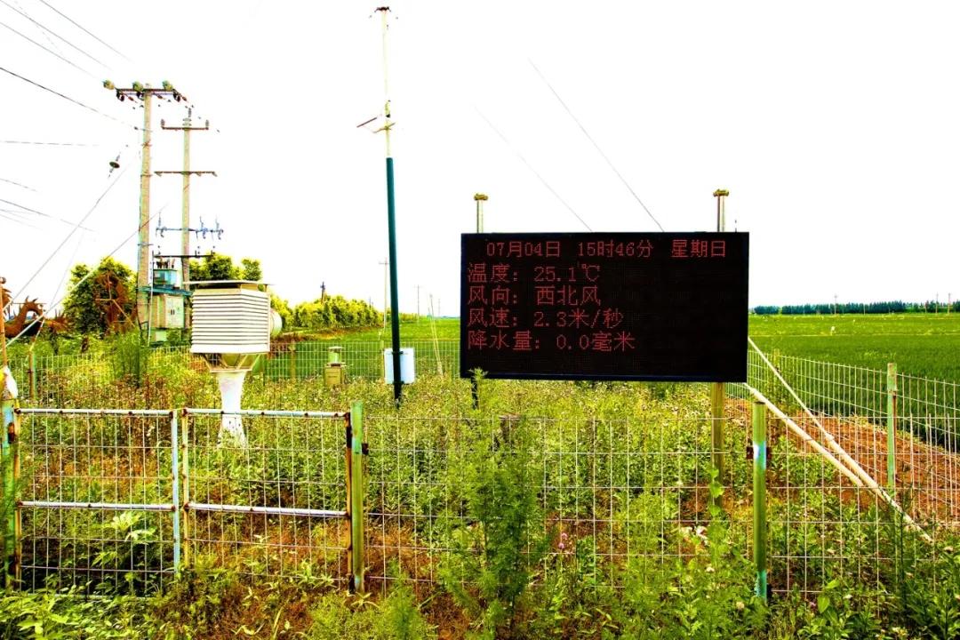 津门网金熙男:最美的稻田