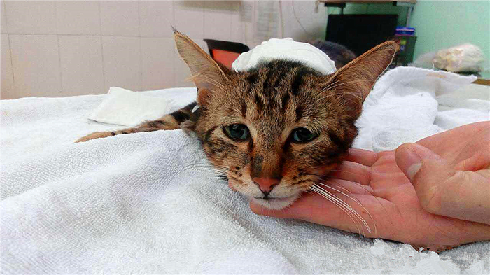 猫咪喝了防冻液会死吗,猫咪吃了防冻液什么症状