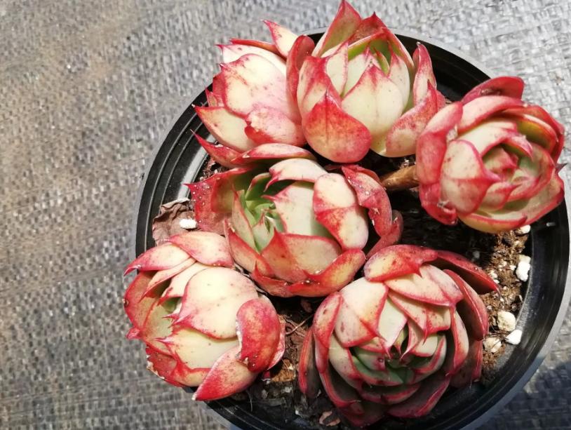 多肉养出状态来有多美？这102种多肉控养上色之后美呆了