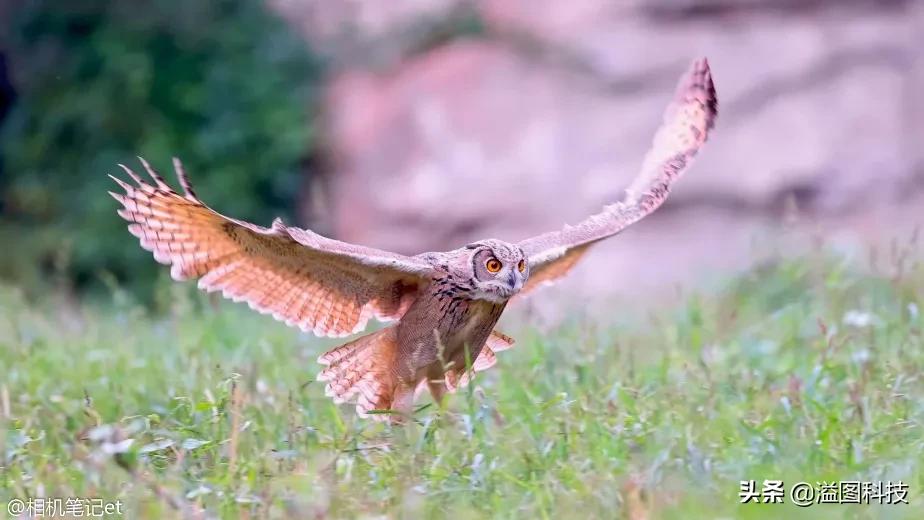 适马1.4定焦全画幅镜头值得买吗,适马定焦哪一支画质最优秀