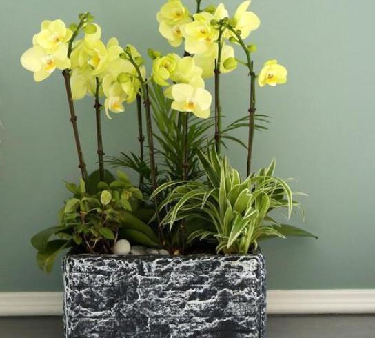 蝴蝶兰怎么养才能更旺盛一点,蝴蝶兰好养吗新手