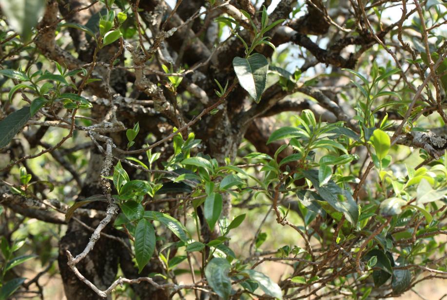 锅底塘和梅子箐区别,锅底塘梅子箐古树茶