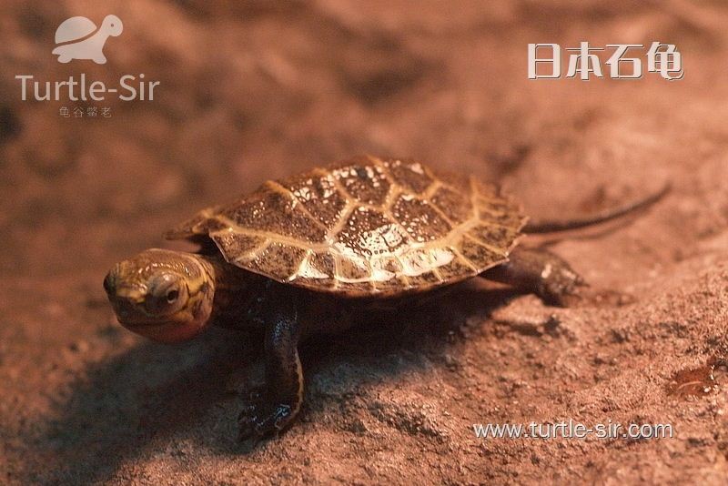 乌龟冬眠后怎么开食,浅水冬眠乌龟什么时候喂食