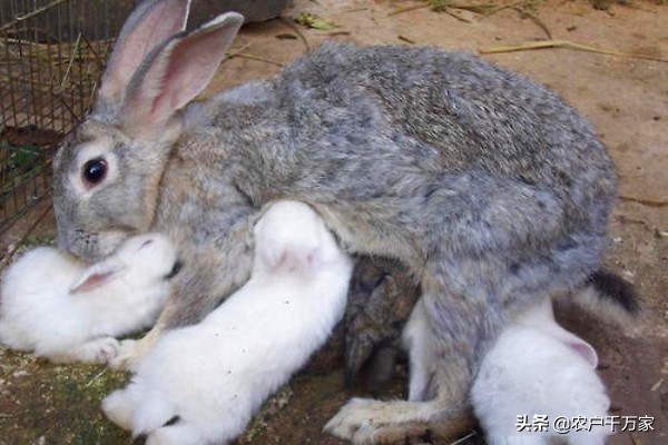 母兔奶水不足怎么催乳,母兔怎样喂养下奶多