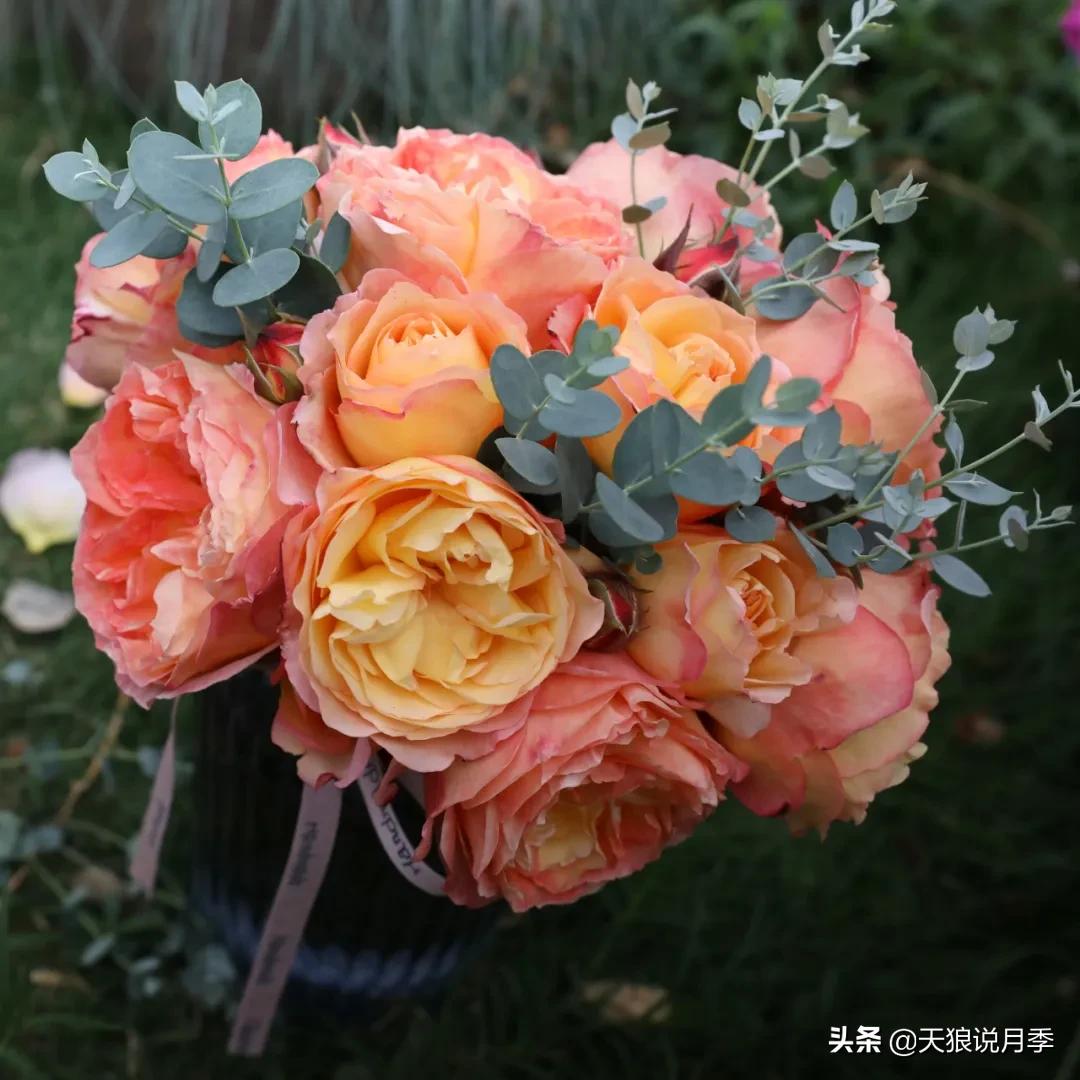 不容易，天狼自育终于打折了！空蒙只要50不到！