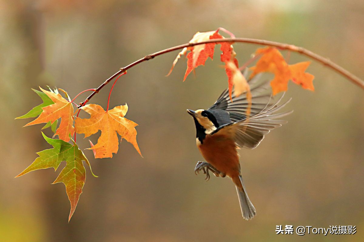 摄影拍鸟如何拍出白色羽毛的细节,如何拍鸟这些鸟类摄影技巧要学会