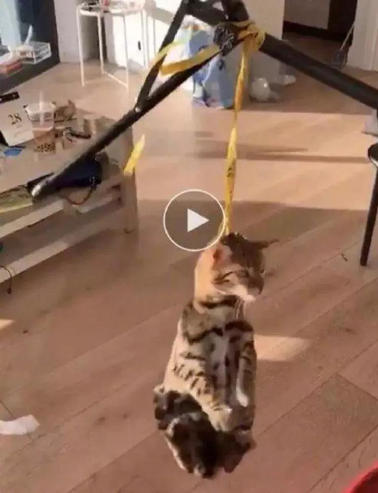 中国留学生虐同胞案,英国大学生虐猫事件