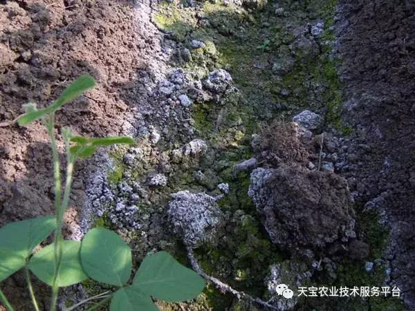 地没劲，根系弱，病害多......这些方法最管用