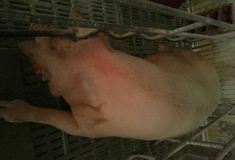 母猪产后容易遭受的2大疾病必看,母猪常见产后疾病的治疗原则