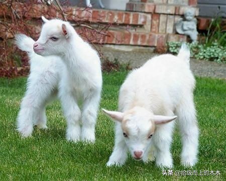 孙二蛋短篇小说之二十二,短篇小说孙二蛋相亲记之三十四