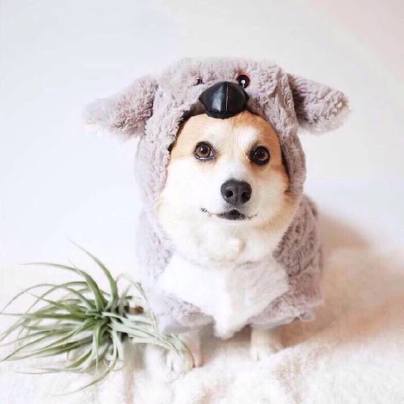 2岁柯基呕吐拉稀拉血,柯基拉稀带血精神好