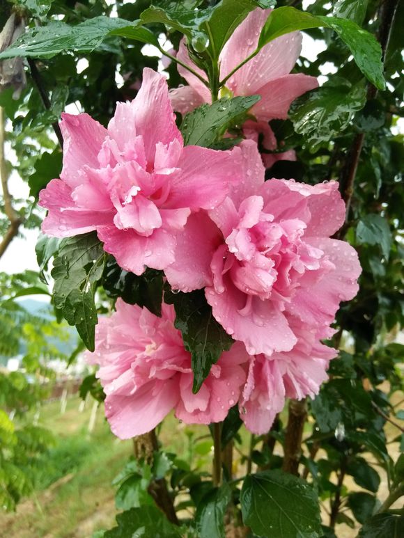 木槿叶子枯萎怎么治疗,丹麦木槿怎么才能枝繁叶茂