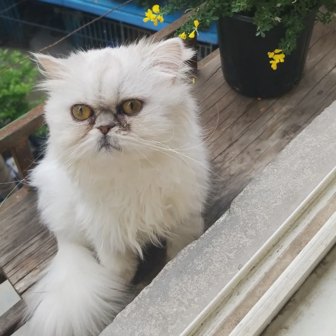 向往的生活锅碗瓢盆分别被谁养,向往的生活锅碗瓢盆4只狗